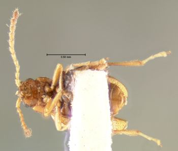 Media type: image;   Entomology 33922 Aspect: habitus ventral view